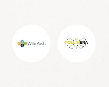 WildPosh and PollinERA strengthen collaboration to protect pollinators across Europe