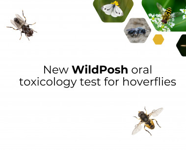 New WildPosh study presents an oral toxicology test for hoverflies