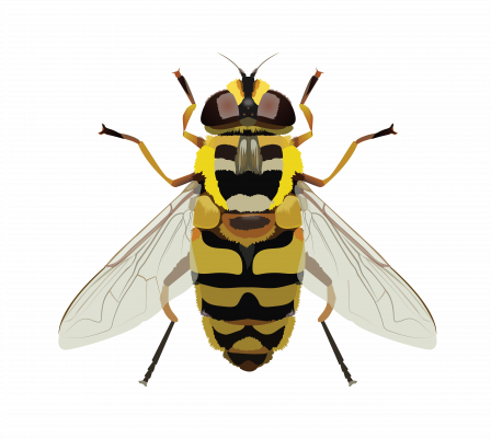 Myathropa florea illustration