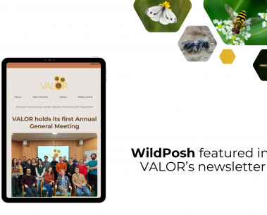WildPosh's introductory video featured in VALOR’s newsletter