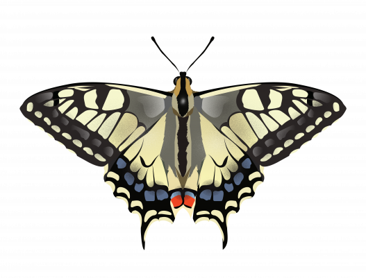Papilio machaon illustration