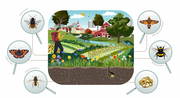 Ilustration of a healthy landscape infographic