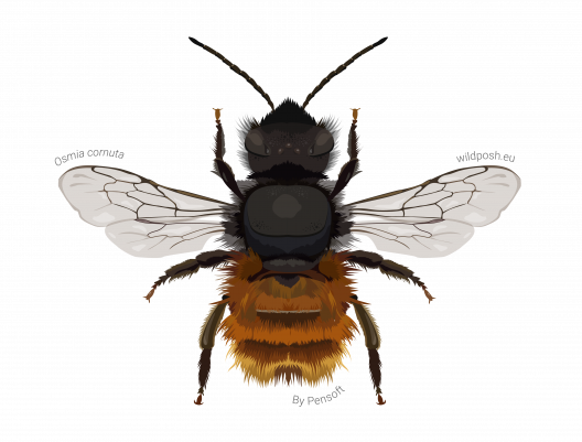 Osmia cornuta illustration