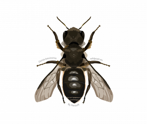Osmia brevicornis illustration