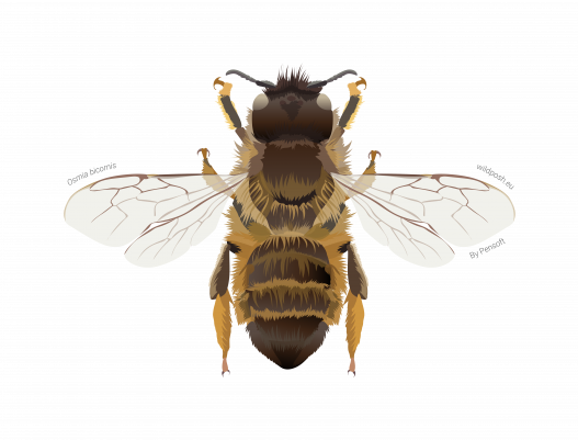 Osmia bicornis illustration