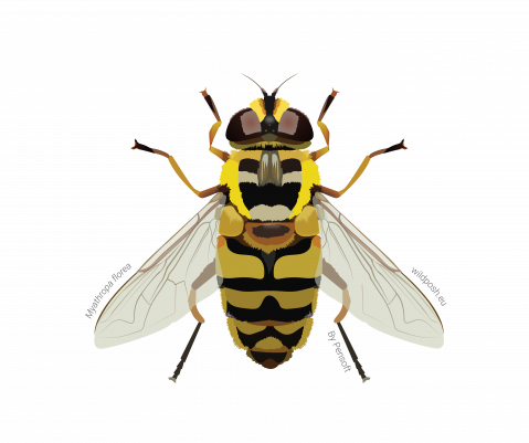 Myathropa florea illustration