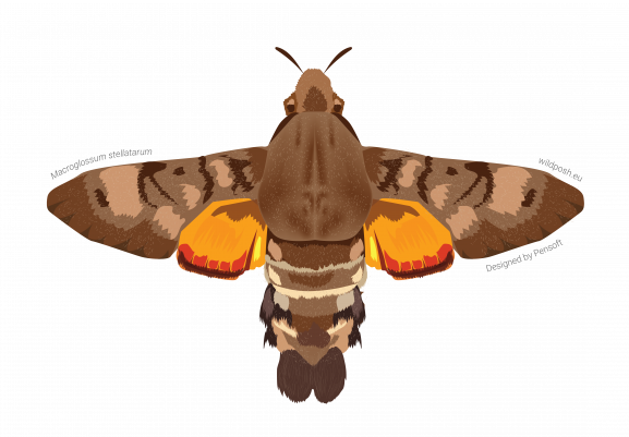 Macroglossum stellatarum illustration