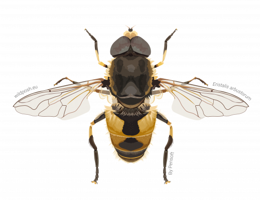 Eristalis arbustorum illustration