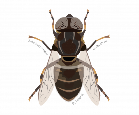 Eristalinus aeneus illustration