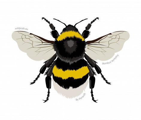 Bombus terrestris illustration