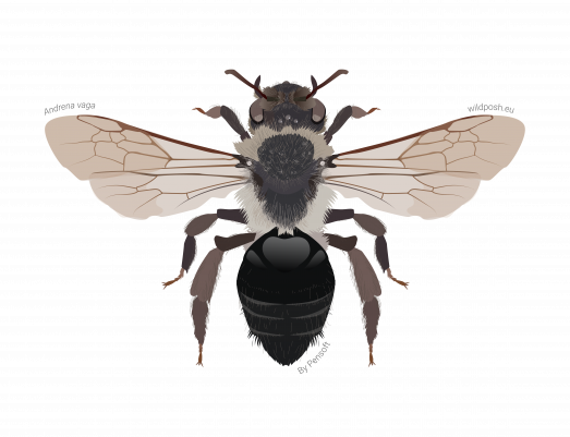 Andrena vaga illustration