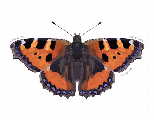 Algais urticae illustration