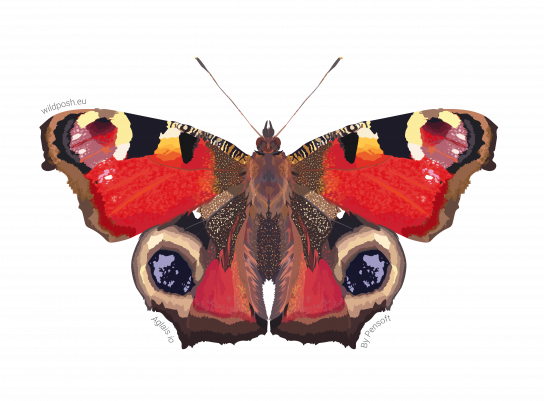 Aglais io illustration