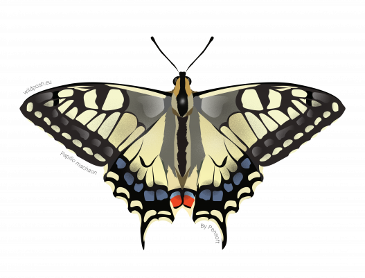 Papilio machaon illustration