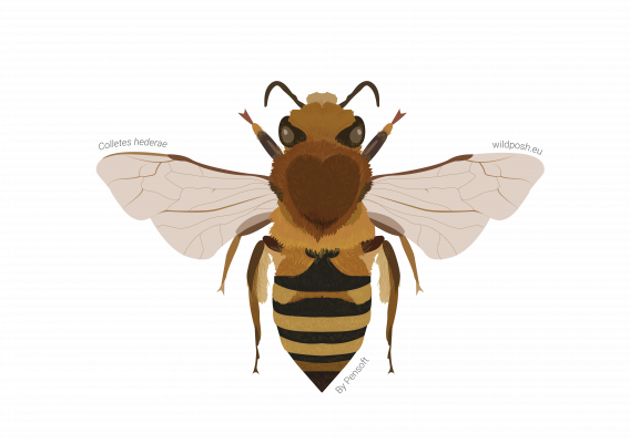 Colletes hederae illustration