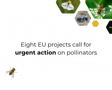 Europe faces a pollinator crisis, researchers warn