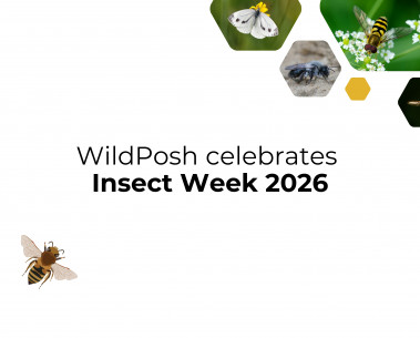 WildPosh celebrates Insect Week 2026 with a social media game