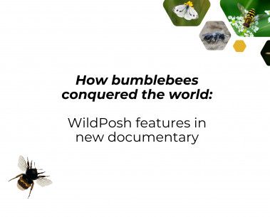 WildPosh featured in documentary on the evolutionary history of bees