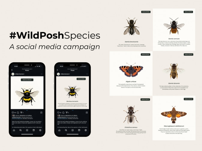Social media campaign featuring the wild pollinators studied in WildPosh
