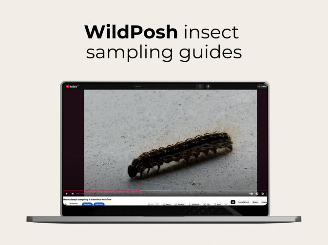New WildPosh videos showcase insect sampling techniques