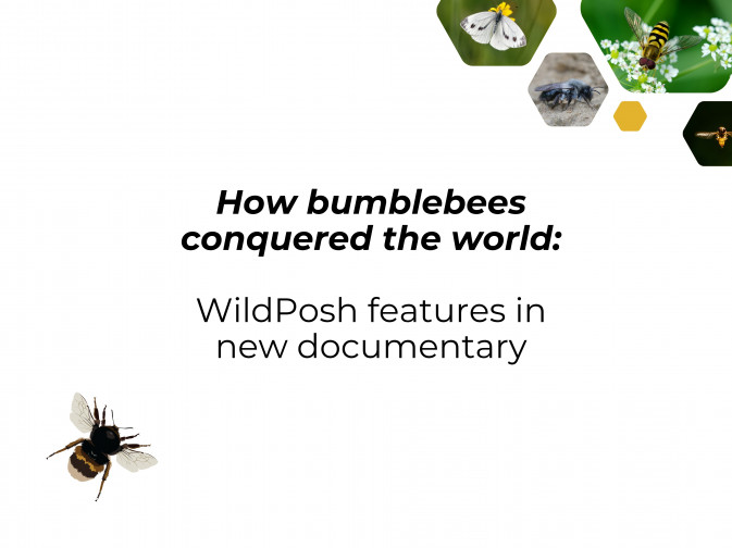 WildPosh featured in documentary on the evolutionary history of bees