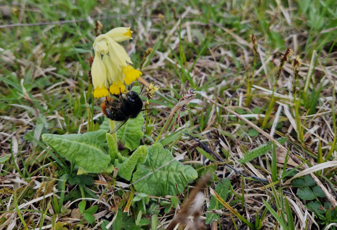 WildPosh presented at a national pollination research conference in Estonia